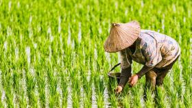 Мировые цены на рис выросли до 15-летнего рекорда